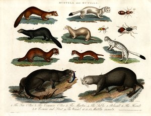 Mustela i Mutilla: Ilustracje różnych owadów z rodziny Mustelidae i Mutilla autorstwa John Pass