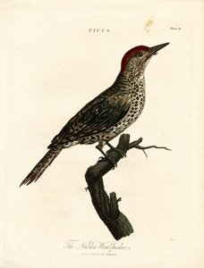 Dzięcioł nubijski (Picus) autorstwa John Pass