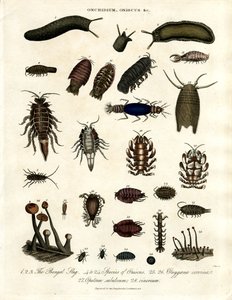 Onchidium; Oniscus i inne stawonogi autorstwa John Pass