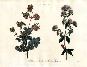 Gatunki Origanum: Dittany of Crete i Sweet Marjoram autorstwa John Pass