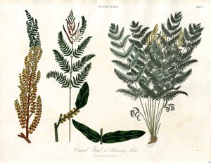 Osmunda autorstwa John Pass