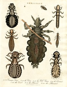 Pediculus - różne gatunki wszy autorstwa John Pass
