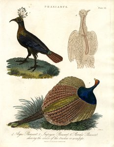 Phasianus (gatunek bażanta) autorstwa John Pass