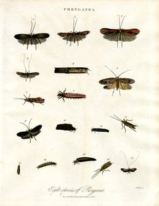 Phryganea - chruściki autorstwa John Pass