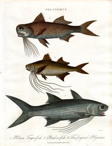 Gatunki Polynemus (nitkowce)