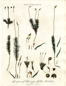 Polytrichum autorstwa John Pass