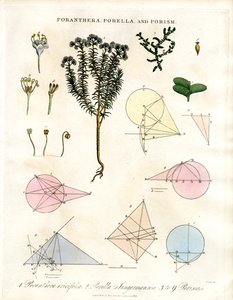 Poranthera; Porella i Porisms autorstwa John Pass