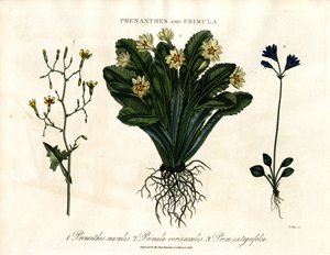 Prenanthes i Primula: Sałata ścienna, pierwiosnek i pierwiosnek całolistny autorstwa John Pass