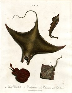 Gatunki Raia (Rays) autorstwa John Pass