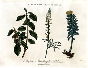 Reseda; Rhamnus i Rhodiola autorstwa John Pass