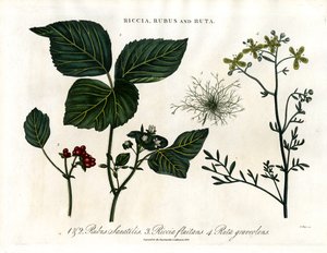 Riccia; Rubus i Ruta autorstwa John Pass