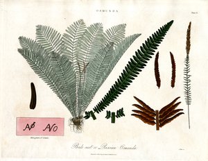 Paproć królewska (Osmunda) autorstwa John Pass