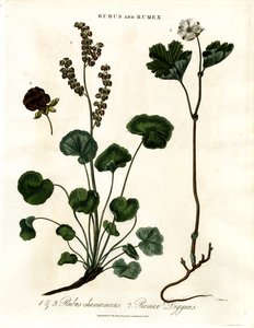 Rubus i Rumex: malina moroszka i szczaw górski autorstwa John Pass