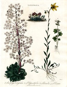 Saxifraga Gatunek autorstwa John Pass