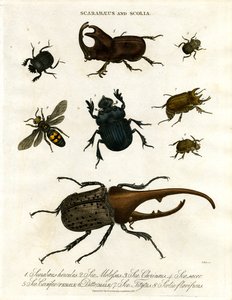 Scarabaeus i Scolia (chrząszcze i osy kopiące)