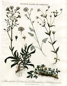 Selinum; Silene i Sibbaldia autorstwa John Pass