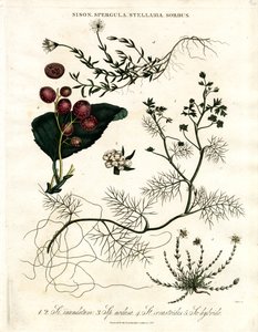 Sison;Spergula;Stellaria;Sorbus autorstwa John Pass