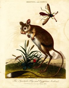 Mucha okularowa i jerboa egipska autorstwa John Pass