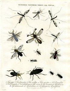 Tenebrio;Tenthedo;Wciornastki i Tipula - Różnorodność owadów