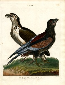 Orzeł Griffard i żeglarz autorstwa John Pass