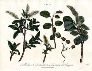Różne gatunki wierzby (Salix) autorstwa John Pass