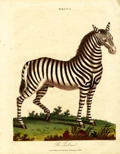Zebra (Equus) autorstwa John Pass