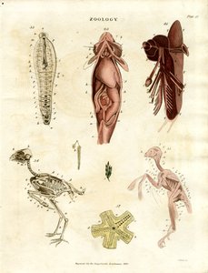 Zoologiczne ilustracje anatomiczne (plansza XV) autorstwa John Pass