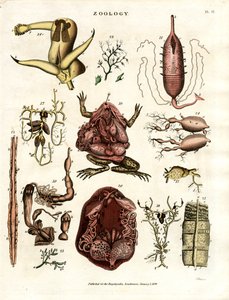 Zoologia Pl. II: Ilustracje anatomiczne różnych zwierząt i narządów autorstwa John Pass