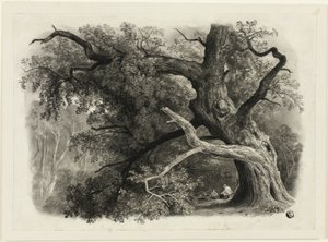 Stare drzewo w Billah - Las Sherwood autorstwa John Rawson Walker