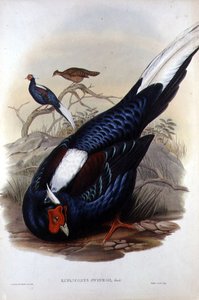 Euplocomus Swinhoii, ryty Walter & Cohn, Londyn, wyd. w latach 1850-83 (lito ręcznie kolorowane) autorstwa John and Richter Henry Constantine (after) Gould