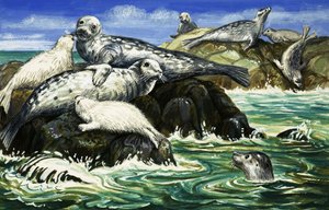 Foka - nasz morski przyjaciel