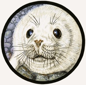 Foka - nasz morski przyjaciel