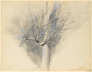 pączkujący jawor, ok. 1876. autorstwa John Ruskin