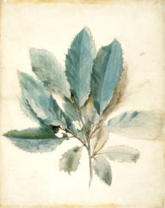 Liście kasztanowca autorstwa John Ruskin