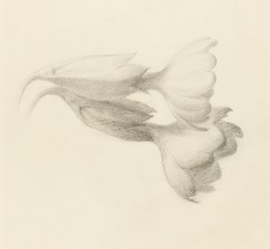 Dzwonki Cowslip, prawdopodobnie 1871 (grafit na papierze tkanym) autorstwa John Ruskin