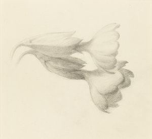 Dzwonki Cowslip, prawdopodobnie 1871. autorstwa John Ruskin