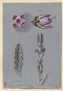 Cztery Studia Linga, prawdopodobnie 14 września 1869 r. autorstwa John Ruskin