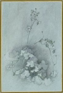 Toadflax bluszczolistny 