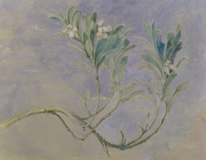 Studium gałązki mirtu, ok. 1877 (pióro i brązowy atrament i toaleta na ołówku podkreślone bielą na papierze) autorstwa John Ruskin