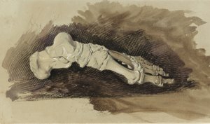 Kości stopy kobiecej ludzkiej (ołówek z toaletą i kolorem ciała na papierze) autorstwa John Ruskin