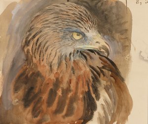Głowa latawca, z życia, 30 sierpnia-1 września 1870 (akwarela i body na graficie na jasnobrązowym papierze plecionym) autorstwa John Ruskin