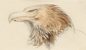 Głowa orła pospolitego, z Życia, 8-11 września 1870 (akwarela i bodyfarba nad grafitem na papierze tkanym) autorstwa John Ruskin