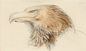 Głowa wspólnego orła złotego, z życia, 8 - 11 września 1870. autorstwa John Ruskin