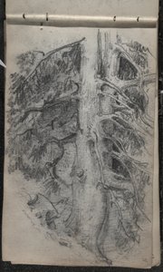 Studium drzewa, 1871-72 (grafit na przyciemnionym papierze tkanym w kolorze złamanej bieli) autorstwa John Singer Sargent