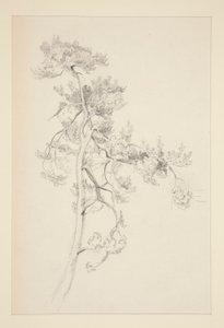 Drzewo i liście autorstwa John Singer Sargent