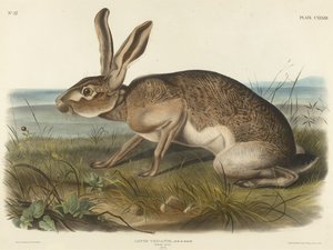 Zając teksański, 1848 (litografia ręcznie kolorowana na papierze woalowym)