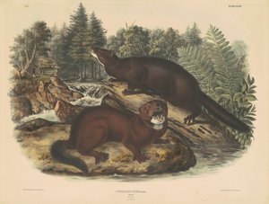 Norki autorstwa John T. Bowen, after John James Audubon