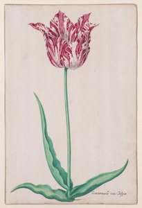 Studium tulipana (jaspis marmurkowy) autorstwa John Thomson