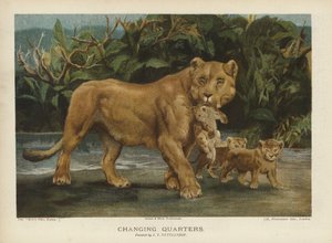 Przebieralnia: lwica poruszająca swoimi młodymi (chromolitho) autorstwa John Trivett Nettleship