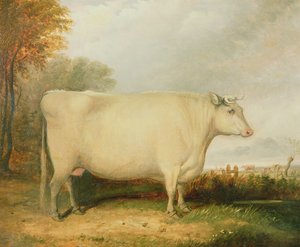 Portret krowy-nagrody autorstwa John Vine